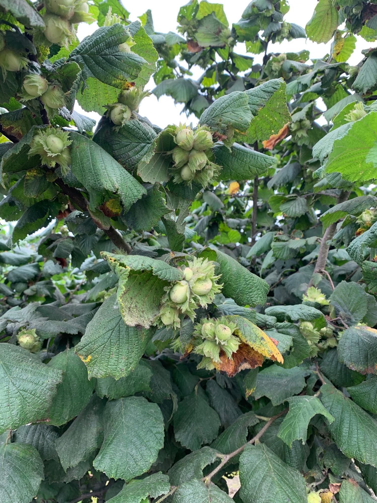 Close up of hazelnuts