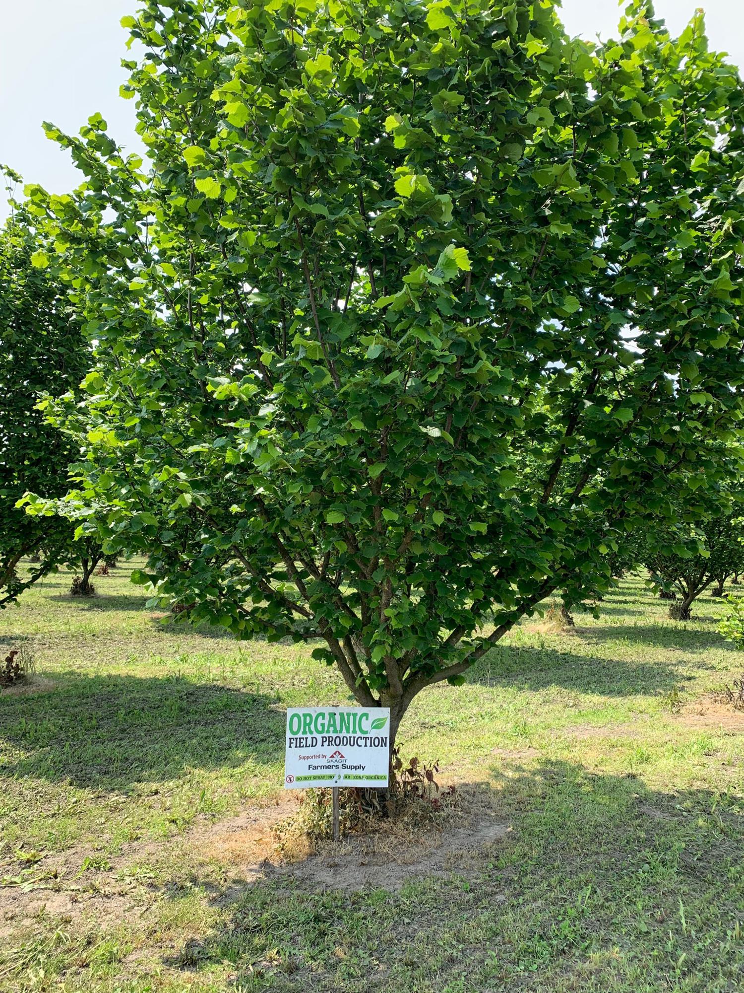 Hazelnut trees with organic sign in front of it