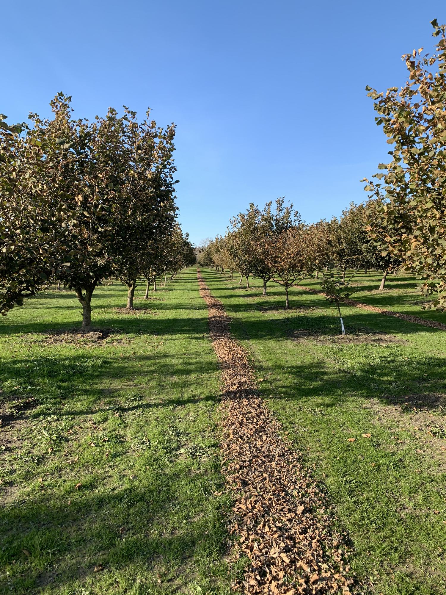 Hazelnut Orchard